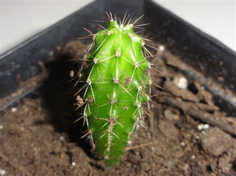 It is variable in appearance but is clearly far more a pachanoi than a peruvianoid. . Trichocereus peruvianus seeds